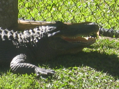 Aligator head