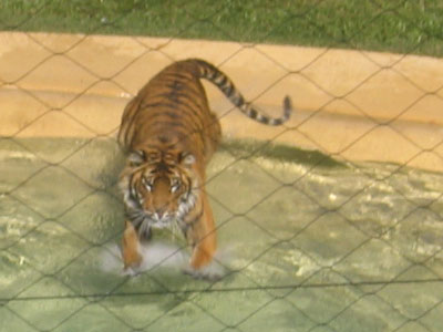 tiger show